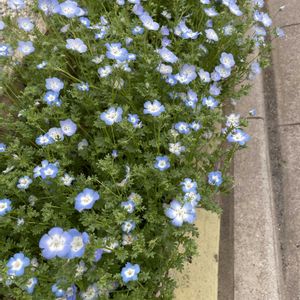 スズラン,ネモフィラ,しゃりんばい,コウリバヤシ,花壇の画像