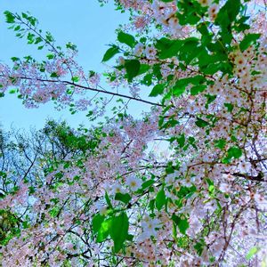 大島桜,花のある暮らし,GS映え,GS日和,ゴールデンウィークのお出かけ先の画像