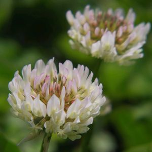 シロツメクサ,今日のお花,お出かけ先の画像