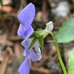 オオタチツボスミレ,ピンぼけ,初見,低山徘徊倶楽部,お出かけ先の画像