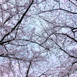 サクラ,花のある暮らし,GS映え,GS日和,ゴールデンウィークのお出かけ先の画像