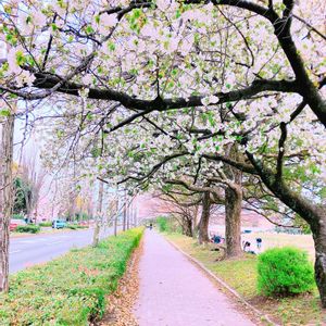 サクラ,花のある暮らし,GS映え,GS日和,お出かけ先の画像