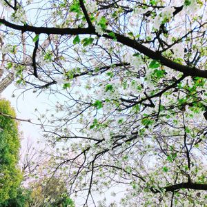サクラ,花のある暮らし,GS映え,GS日和,ゴールデンウィークのお出かけ先の画像