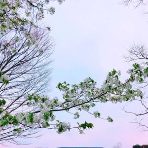 サクラ,花のある暮らし,GS映え,GS日和,お出かけ先の画像