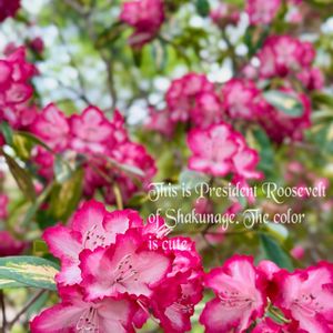 西洋シャクナゲ,石楠花（シャクナゲ）,プレジデント・ルーズベルト,お散歩,かわいい♡の画像