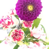 カーネーション,ダリア,アストロメリア,誕生日プレゼント,ありがとうおめでとうの画像