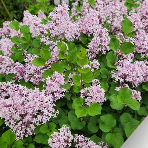 道路沿い,花壇・植え込み,お出かけ先の画像