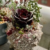 カシミアバイオレット,寄せ植え,多肉植物,多肉植物寄せ植え,普及種の画像