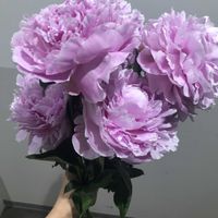 シャクヤク,芍薬,ドライフラワー,お花,可愛いの画像