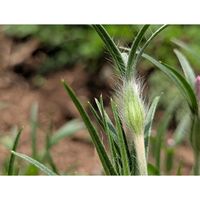 アグロステンマ,エビネ,ムギセンノウ,オステオスぺルマム,地植えの画像