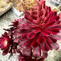 アエオニウム ガーネット,アエオニウム,多肉植物のある暮らし,タニラー,多肉女子の画像
