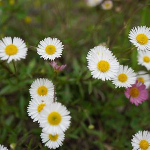 エリゲロン,花壇,グランドカバー,白い花,こぼれ種の画像