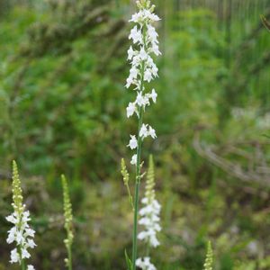 ヒメキンギョソウ,宿根リナリア,宿根リナリア プルプレア,花壇,白い花の画像