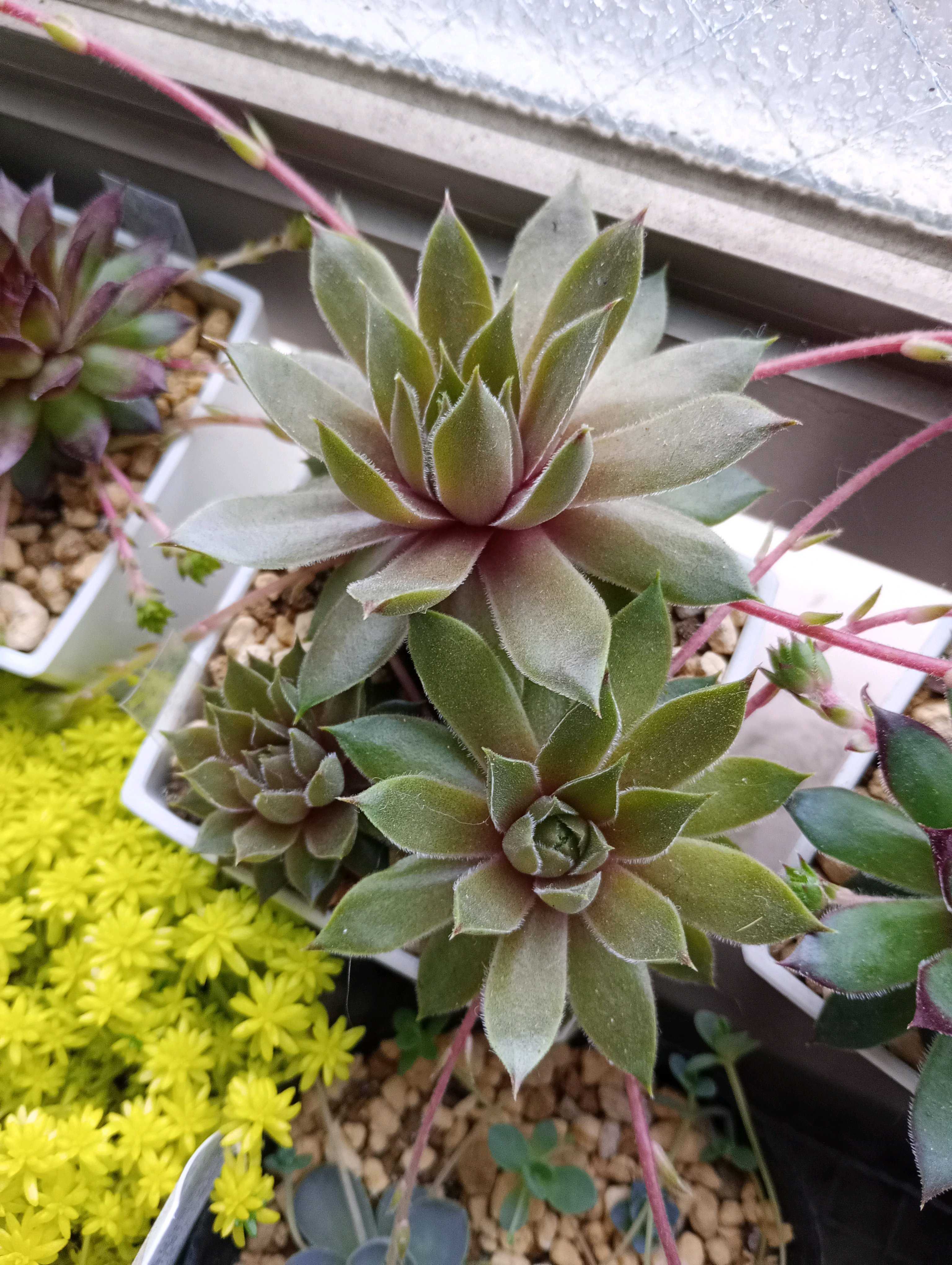 センペルビウム バーンステインの一覧｜🍀GreenSnap（グリーンスナップ）