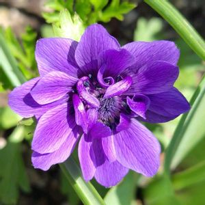 アネモネ,花壇の画像