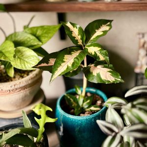 トラディスカンティア・ゼブリナ,ポトス,エピフィラム クリソカルディウム,クロトンモドキ,ポトス テルノハナハナの画像