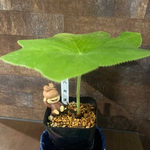 八角蓮,観葉植物,部屋の画像
