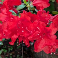 花のある暮らし,今日のお花,花いろいろ,おうち園芸,棚の画像