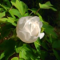 白牡丹,大手毬,苔玉,青もみじの画像