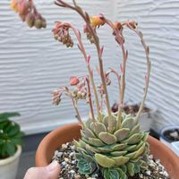 エケベリア,オウンスロー,オウンスロー,多肉植物,花芽の画像