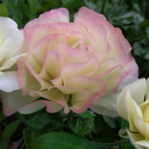 ガーデニング,癒し,花のある暮らし,緑のある暮らし,ハーブのある暮らしの画像