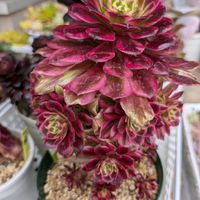 寄せ植え,多肉植物,葉挿し,リメ缶,多肉寄せ植えの画像