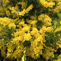 エニシダ,ヒメエニシダ,常緑低木,花木,マメ科の画像