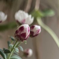 クリスマスローズ,スイセン,バイモ,ヒメリュウキンカ,花かんざしの画像
