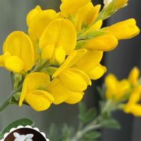 エニシダ,ヒメエニシダ,ヒメエニシダ,今日のお花,小さい庭の画像