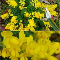エニシダ,エニシダ,ヒメエニシダ,ヒメエニシダ,ターちゃんの今日のお花の画像