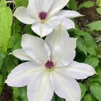 エビネ,クレマチス,クレマチス,カザグルマ,山野草の画像