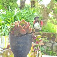 セダム,エケベリア,寄せ植え,多肉植物,多肉植物寄せ植えの画像