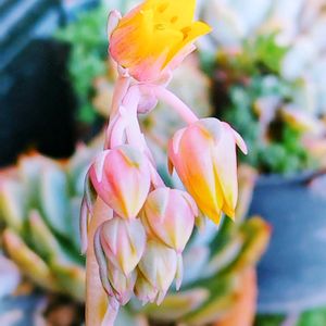 オウンスロー,M's Succulent Memories,多肉植物,Love & Peace,幸せの多肉の画像