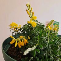 ヒメエニシダ,ビオラ　プチトリアノン　ローランサングレー,鉢植え,明るい日陰,プランターの画像