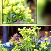 寄せ植え,多肉植物,つぶやきの画像