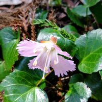 イワウチワ,トガクシソウ,山野草,紫の花,ピンクの花の画像