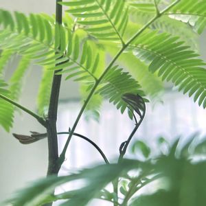 エバーフレッシュ,観葉植物,部屋の画像