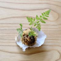 シダ,シノブ,シノブ,シダ植物,観葉植物のある暮らしの画像