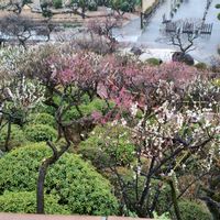 アンズ,ウメ,日本庭園,白い花,庭園の画像