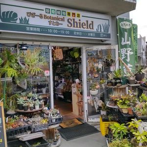 多肉植物,ウラボシ科,ビカクシダ属,食中植物,塊根の画像