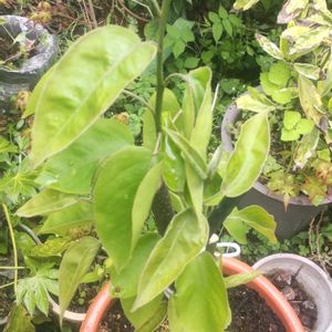 デスク,小さな庭の画像