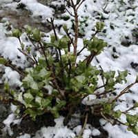 アジサイ,ニンニク,ニンニク,わけぎ,わけぎの画像