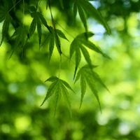 モミジ,青紅葉（あおもみじ）,日本庭園,おでかけ先の画像