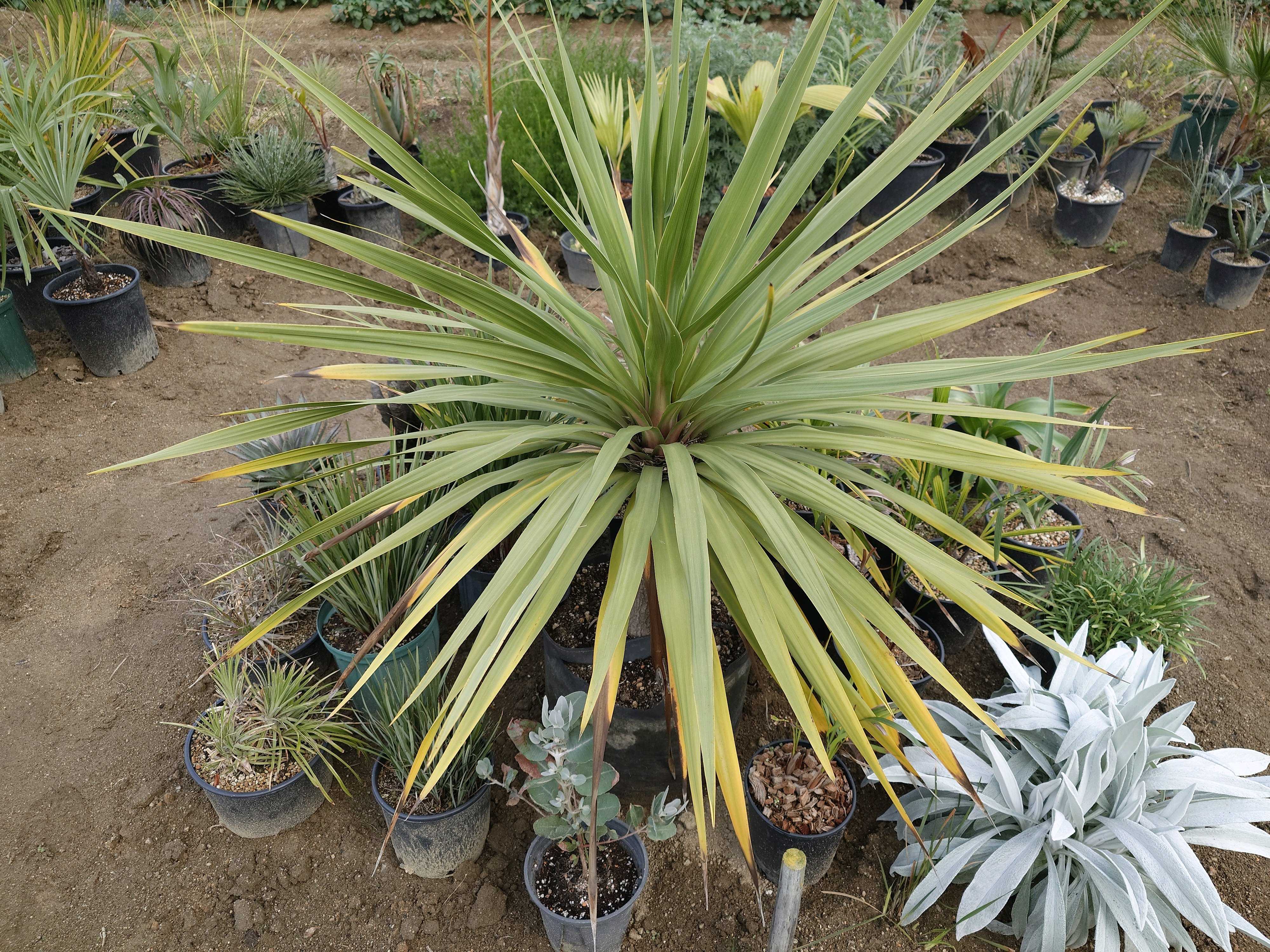 プヤ アルペストリス マルチヘッド 抜き苗 プヤの一覧｜🍀GreenSnap