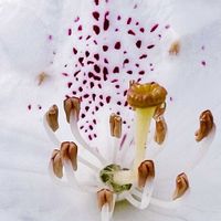 アカボシシャクナゲ,花言葉,山野草,花のある暮らし,山野草大好き協会の画像