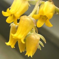 花うららの画像