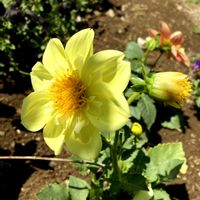 ダリア,花のある暮らし,小さな庭の画像