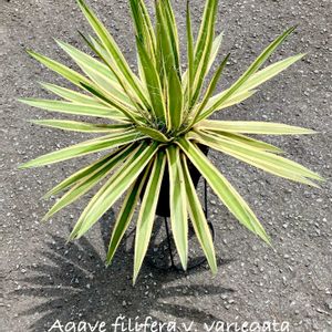 Agave filifera v. variegata,アガベ 王妃笹の雪C型 白糸の王妃錦,カクタス広瀬,車庫の画像
