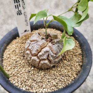 亀甲竜,アフリカ亀甲竜,ディオスコレア エレファンティプス,多肉植物,観葉植物の画像