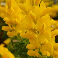 ヒメエニシダ,今日のお花,お出かけ先の画像